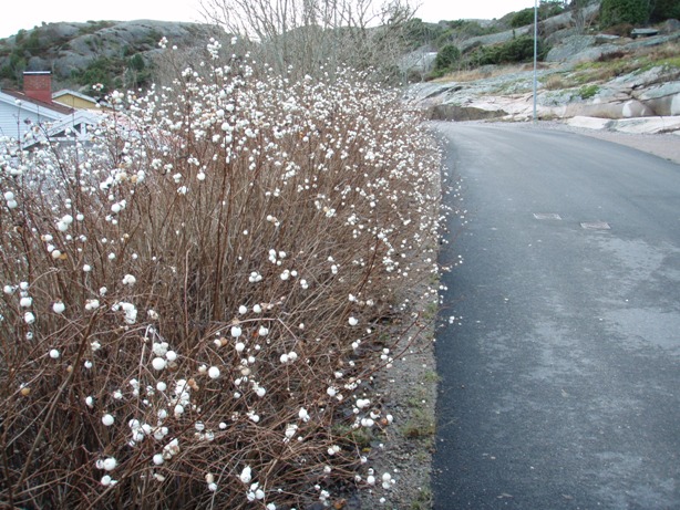 Bovallstrand Marathon Pictures - Tor Rnnow