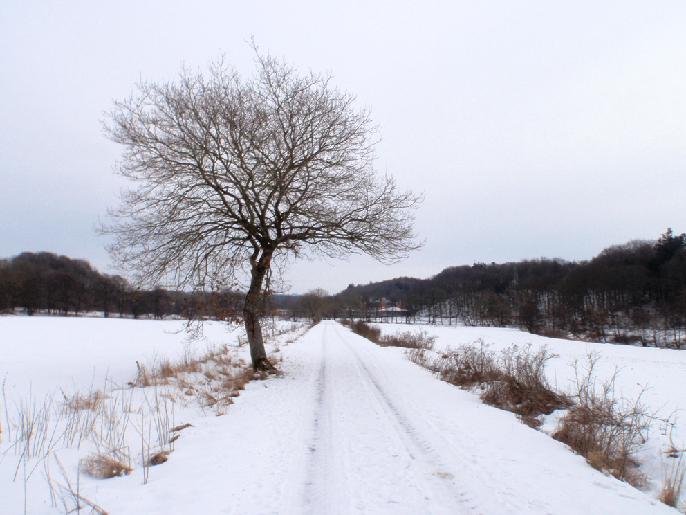 Dr. Nielsens marathon Pictures - Tor Rnnow