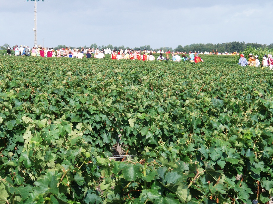 Medoc Marathon Pictures - Tor Rnnow