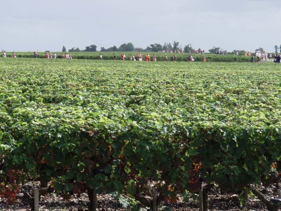 Medoc Marathon Pictures - Tor Rnnow