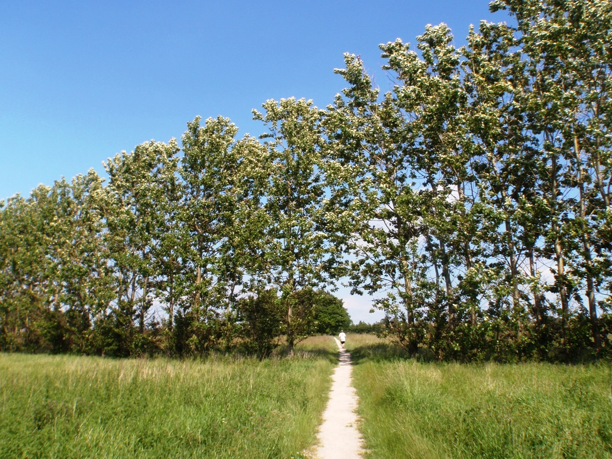 Natursmarathon Marathon Pictures - Tor Rnnow