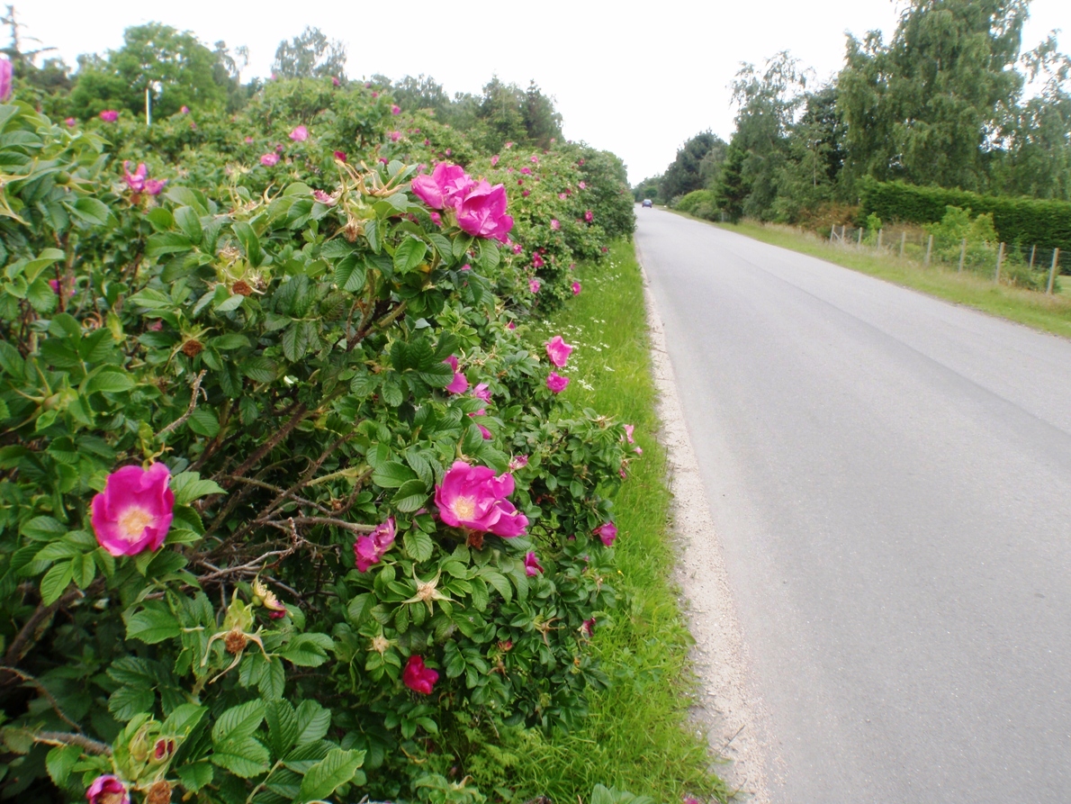 Natursmarathon Marathon Pictures - Tor Rnnow