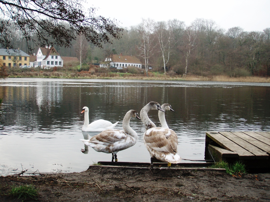 GARMIN Rudersdal Marathon Pictures - Tor Rnnow