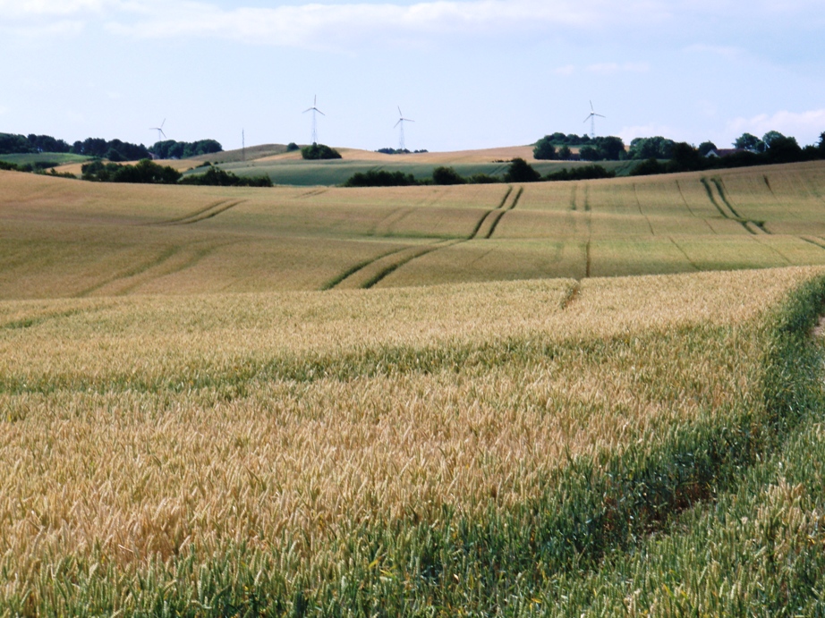 Kalundborg Summermarathon Marathon Pictures - Tor Rnnow