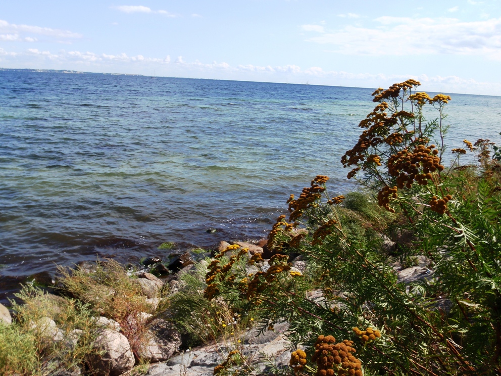 Strandvejsmarathon Marathon Pictures - Tor Rnnow