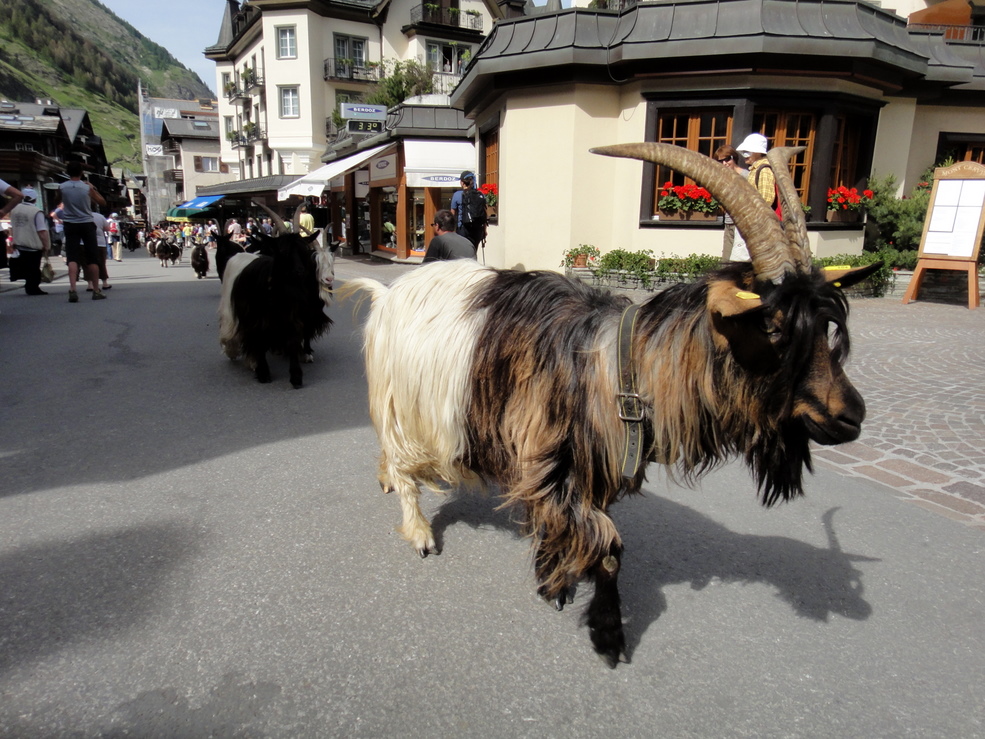 Zermatt marathon 2010 Pictures - Tor Rnnow