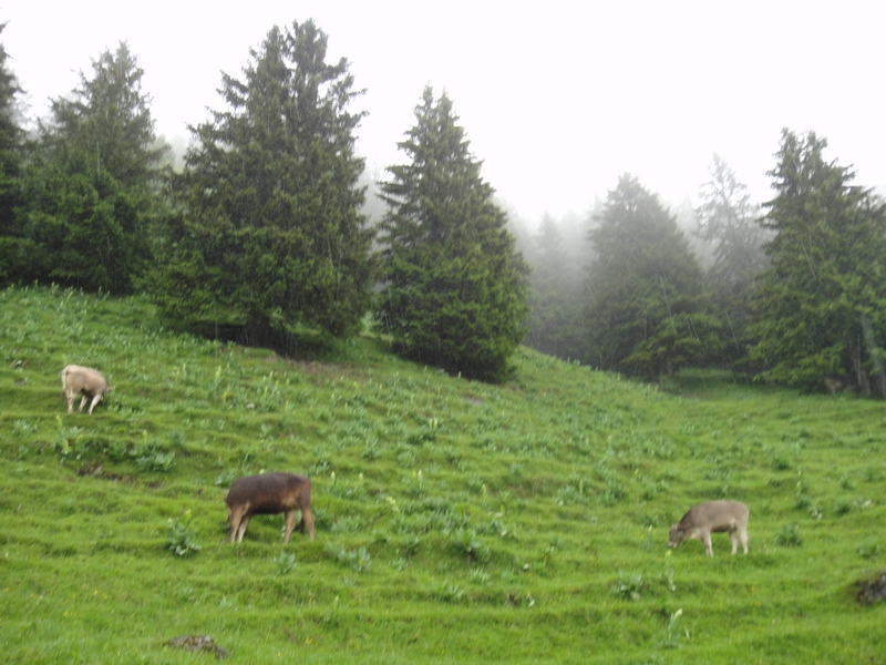 LGT Alpin Marathon 2011 - Tor Rnnow