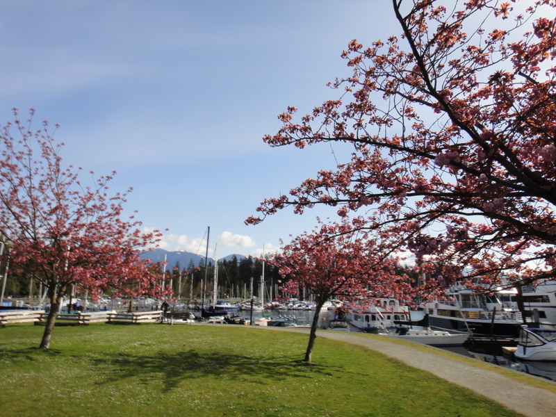 Vancouver Marathon 2011 - pictures / photos - Tor Rnnow