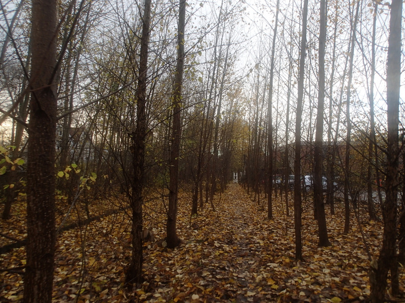 LbeMagasinet Rudersdal Marathon 2013 - Tor Rnnow