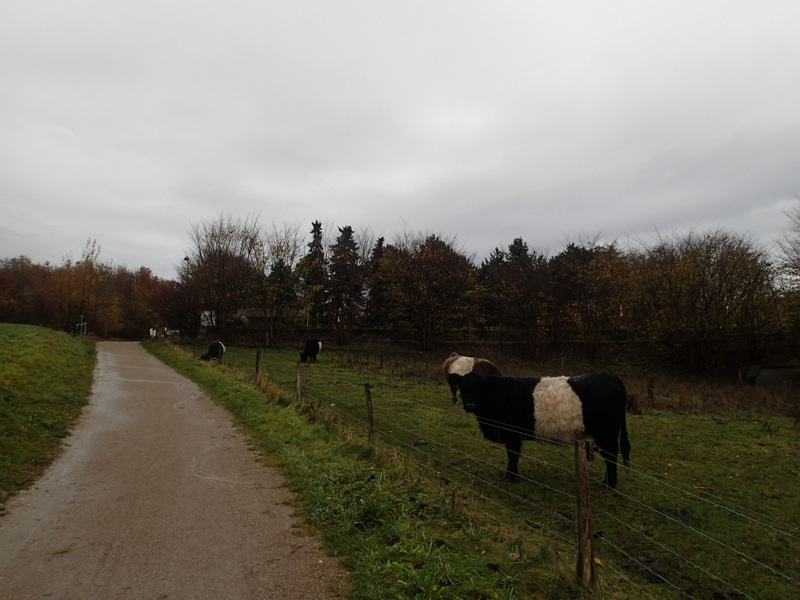 LbeMagasinet Rudersdal Marathon 2013 - Tor Rnnow