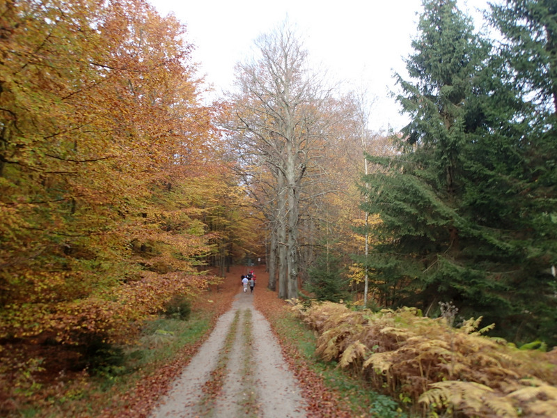 LBEREN Skovmarathon 2015 - Tor Rnnow 