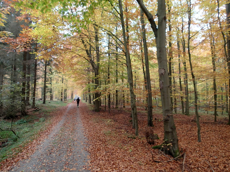 LBEREN Skovmarathon 2015 - Tor Rnnow 