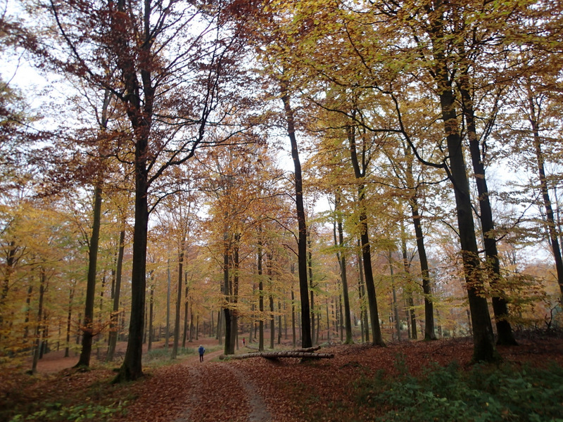 LBEREN Skovmarathon 2015 - Tor Rnnow 