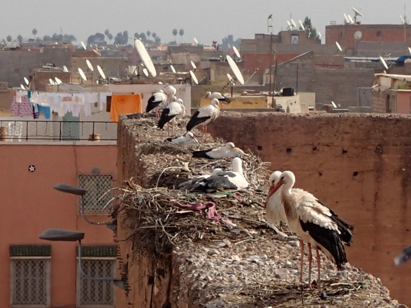 Marrakech Marathon 2016