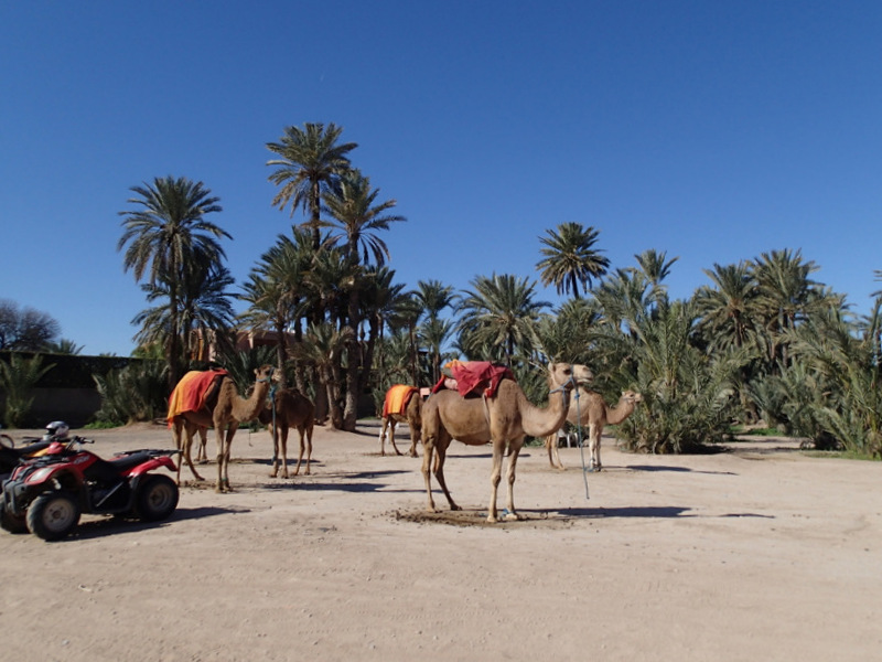 Marrakech Marathon 2016