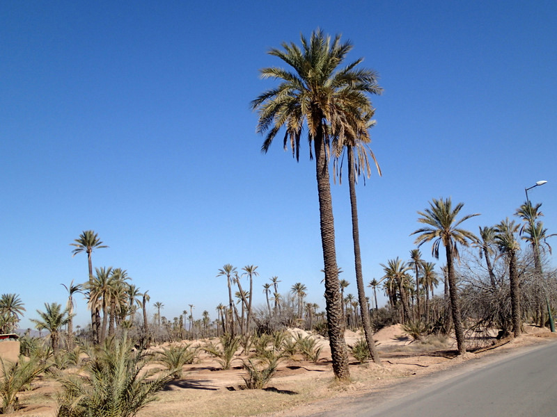 Marrakech Marathon 2016