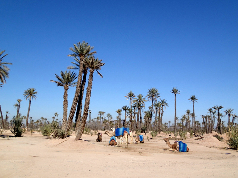 Marrakech Marathon 2016