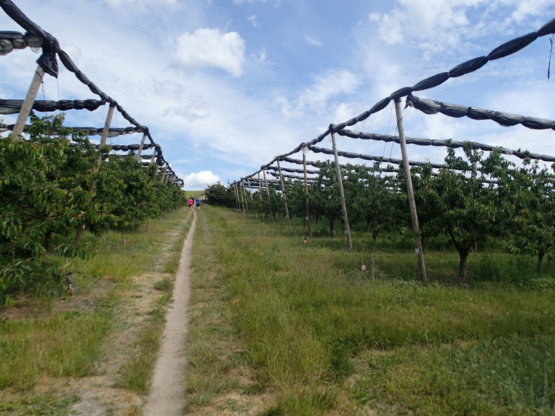 Storeblt Naturmaraton 2016 - Tor Rnnow