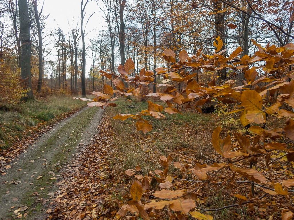 LbeMagasinet Rudersdal Marathon 2017 - Tor Rnnow