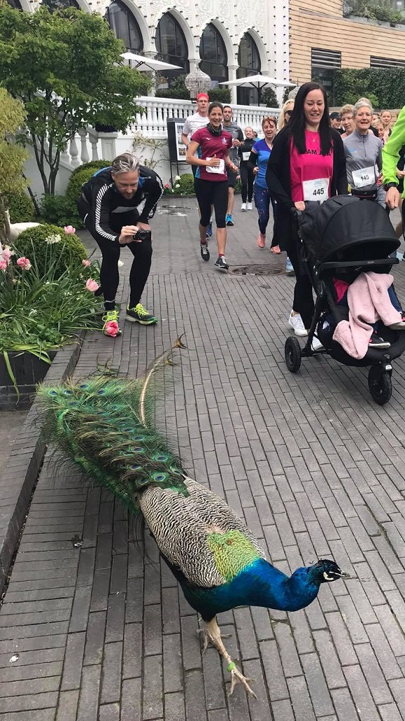 Telenor Copenhagen Marathon 2019 - Tor Rnnow