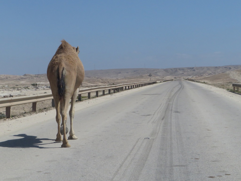 Muscat Marathon 2019 - Tor Rnnow