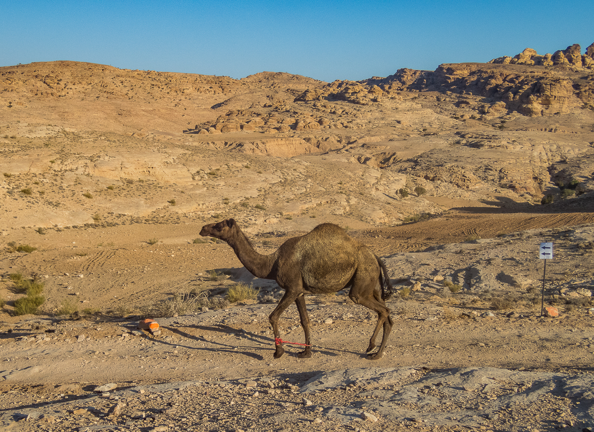 Petra Desert Marathon and the Dead Sea, Jordan - Tor Rnnow