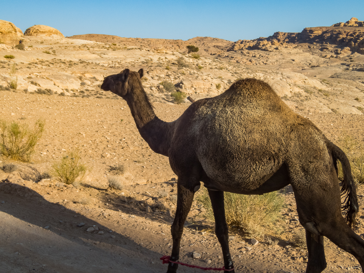 Petra Desert Marathon and the Dead Sea, Jordan - Tor Rnnow