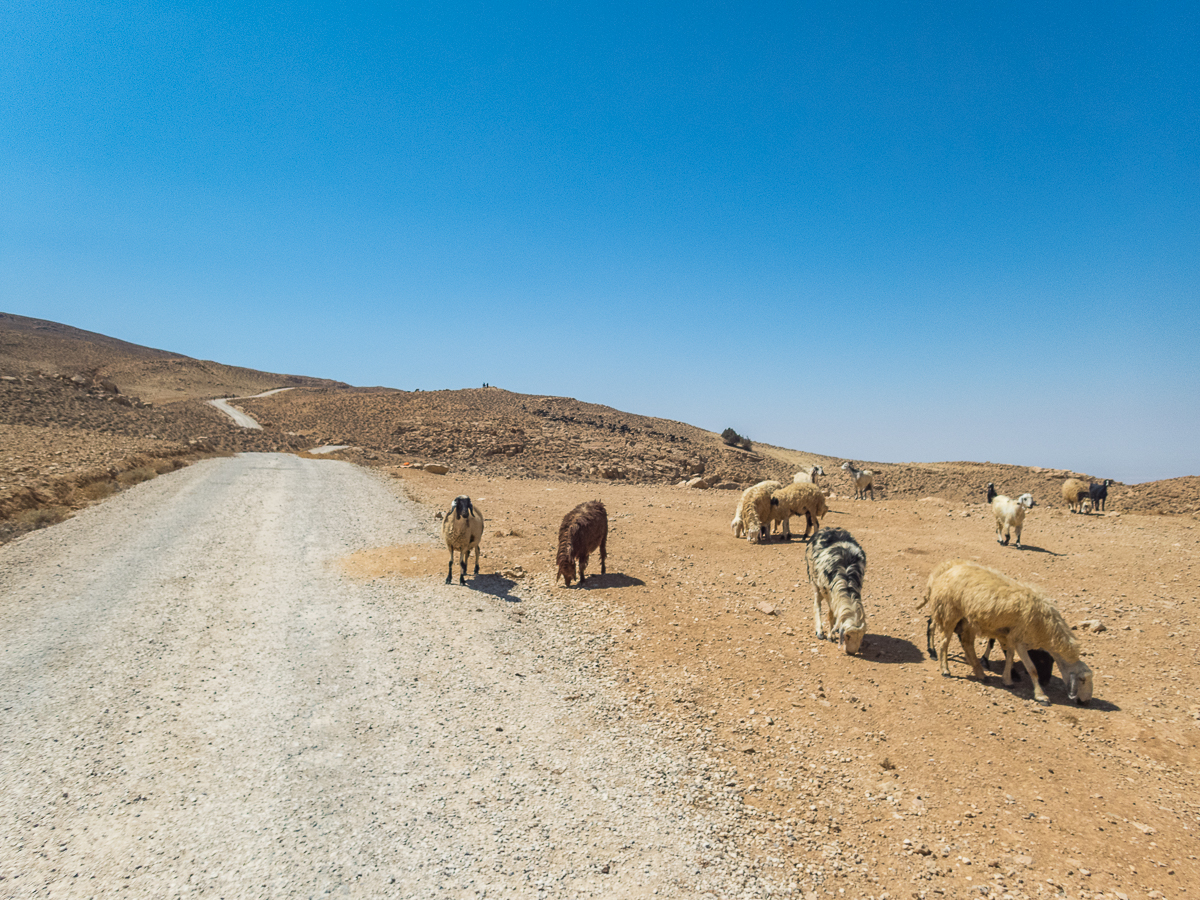 Petra Desert Marathon and the Dead Sea, Jordan - Tor Rnnow