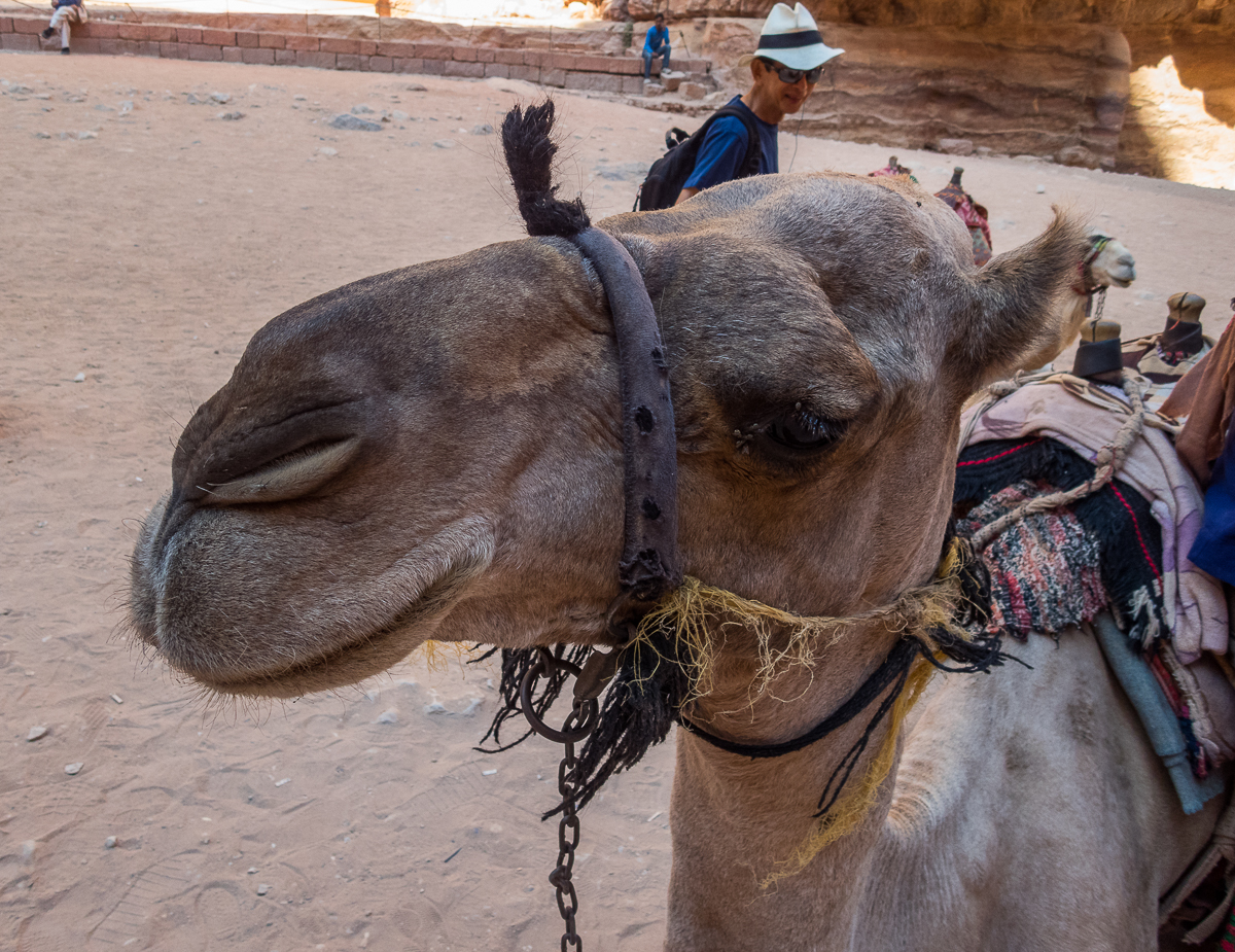 Petra Desert Marathon and the Dead Sea, Jordan - Tor Rnnow