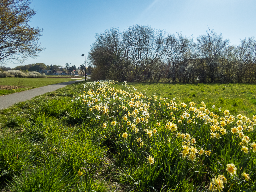 LbeMagasinet Rudersdal Marathon 2019 - Tor Rnnow