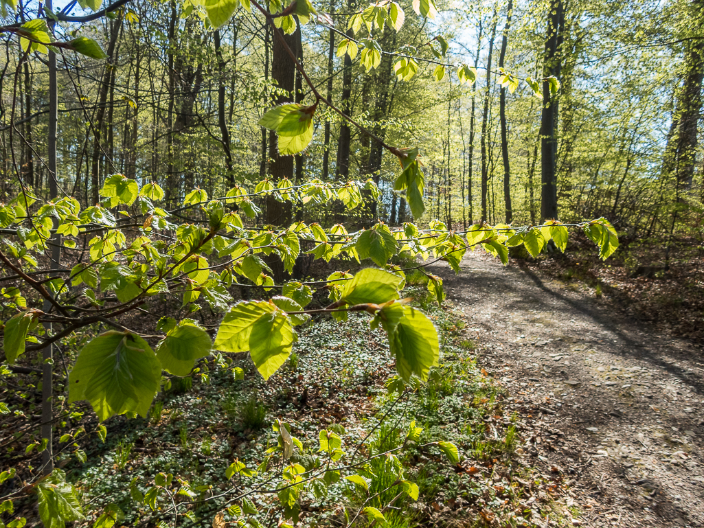 LbeMagasinet Rudersdal Marathon 2019 - Tor Rnnow