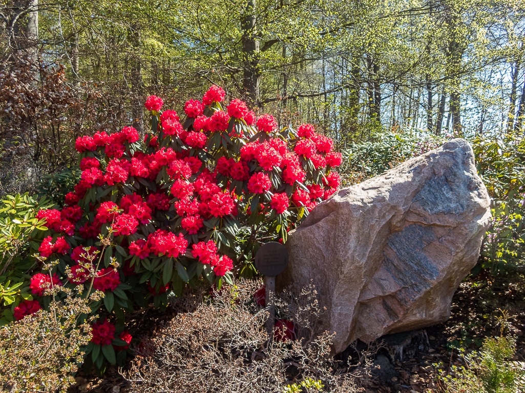 LbeMagasinet Rudersdal Marathon 2019 - Tor Rnnow