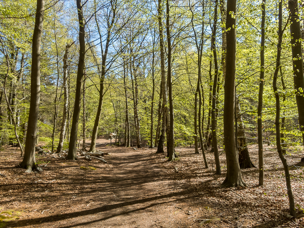 LbeMagasinet Rudersdal Marathon 2019 - Tor Rnnow