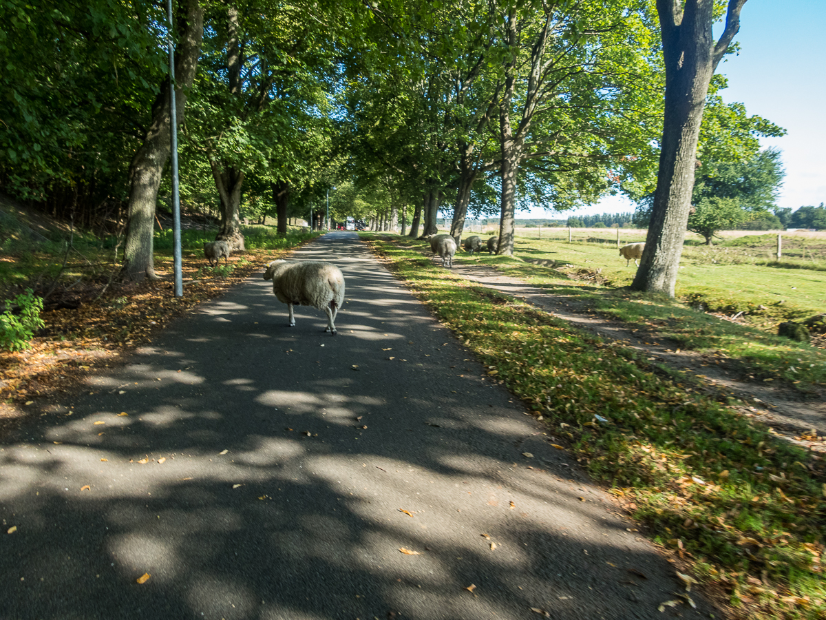 VESTVOLDSMARATHON 24-august-2019 - Tor Rnnow