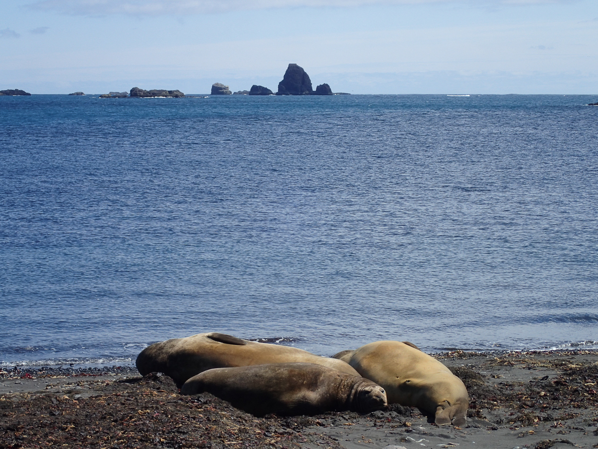 KGI Marathon 2020 - Antarctica - Tor Rnnow