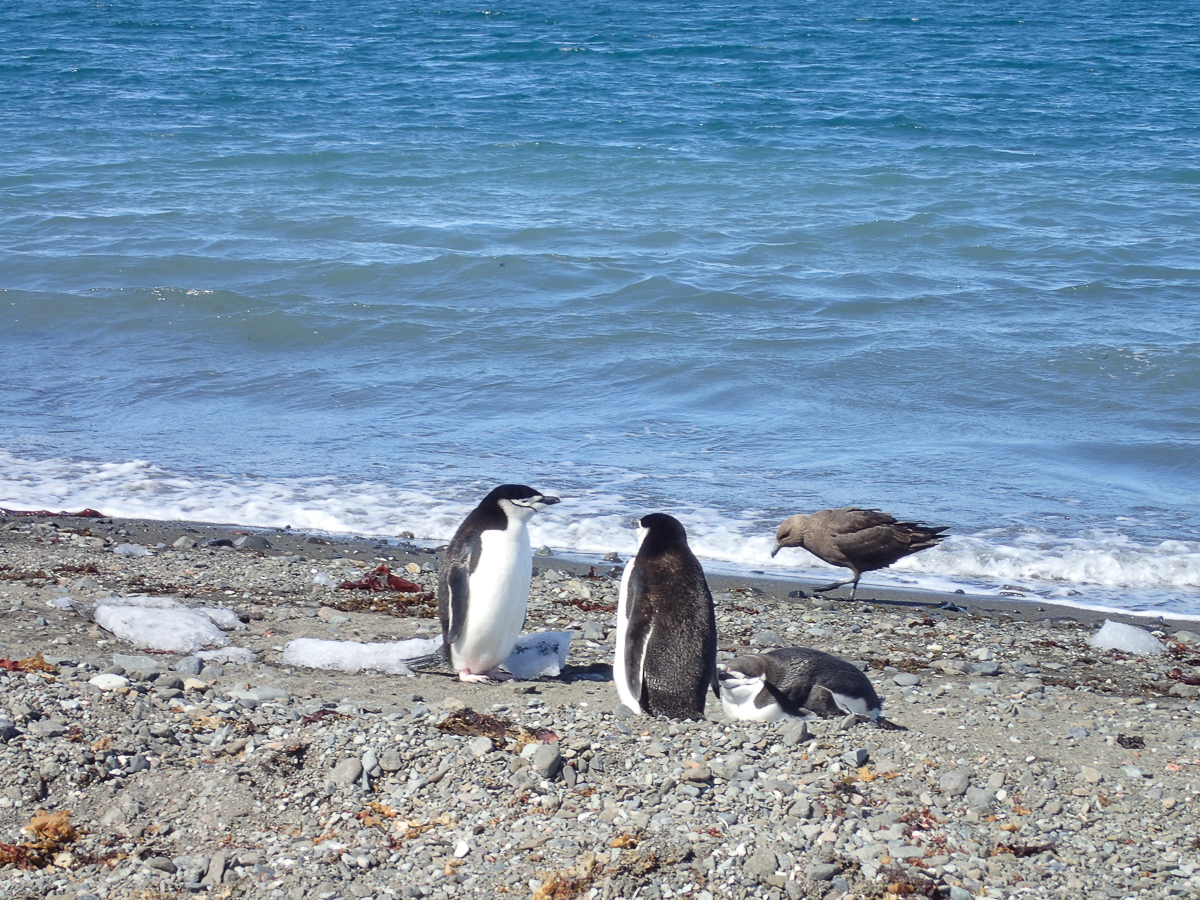 KGI Marathon 2020 - Antarctica - Tor Rnnow