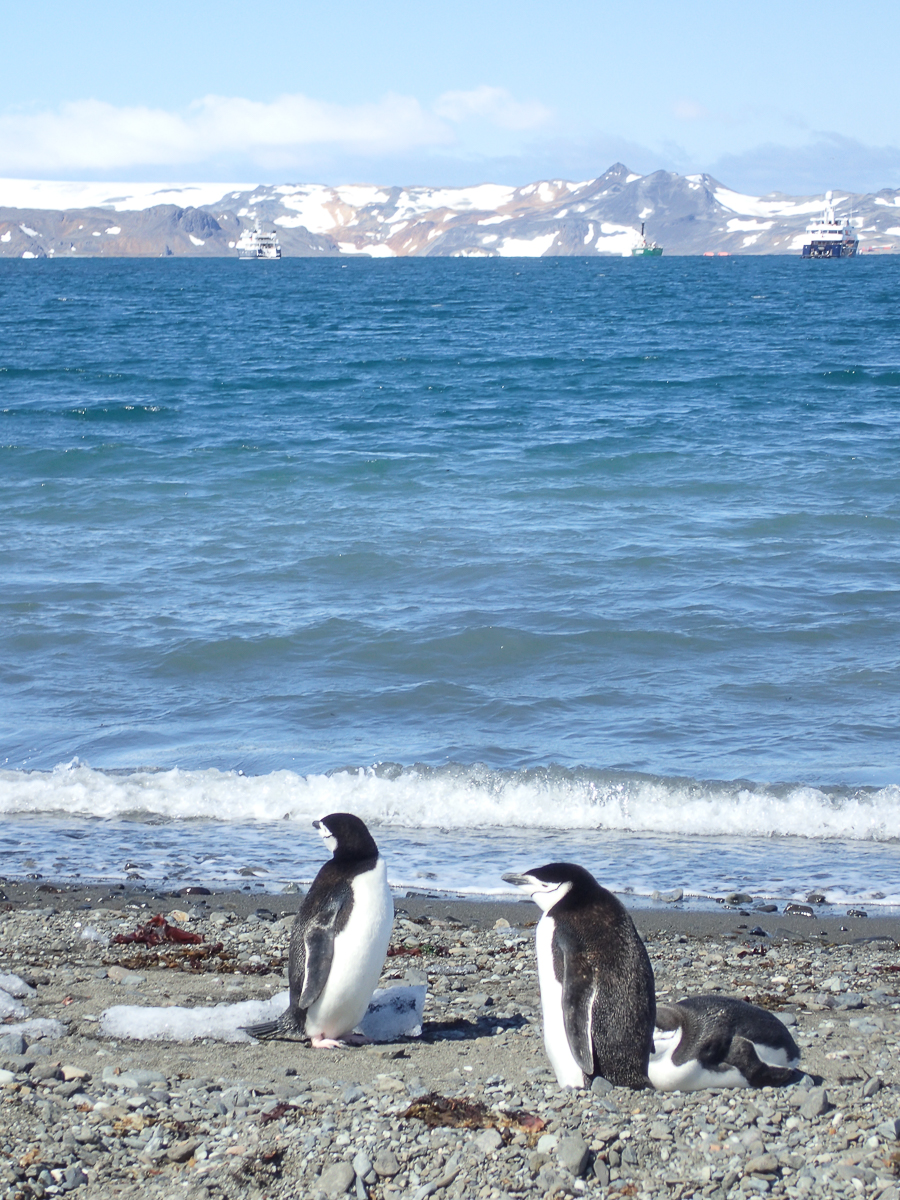 KGI Marathon 2020 - Antarctica - Tor Rnnow