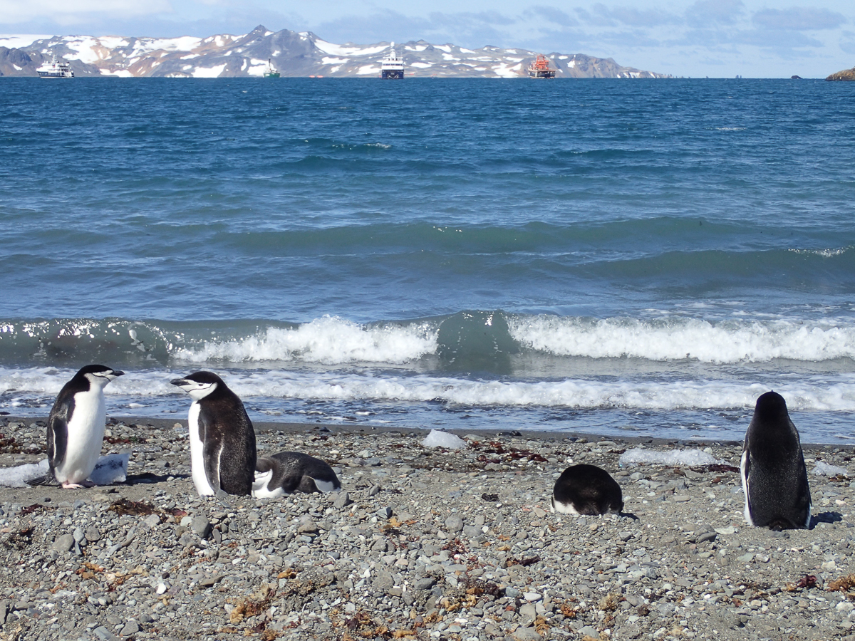 KGI Marathon 2020 - Antarctica - Tor Rnnow