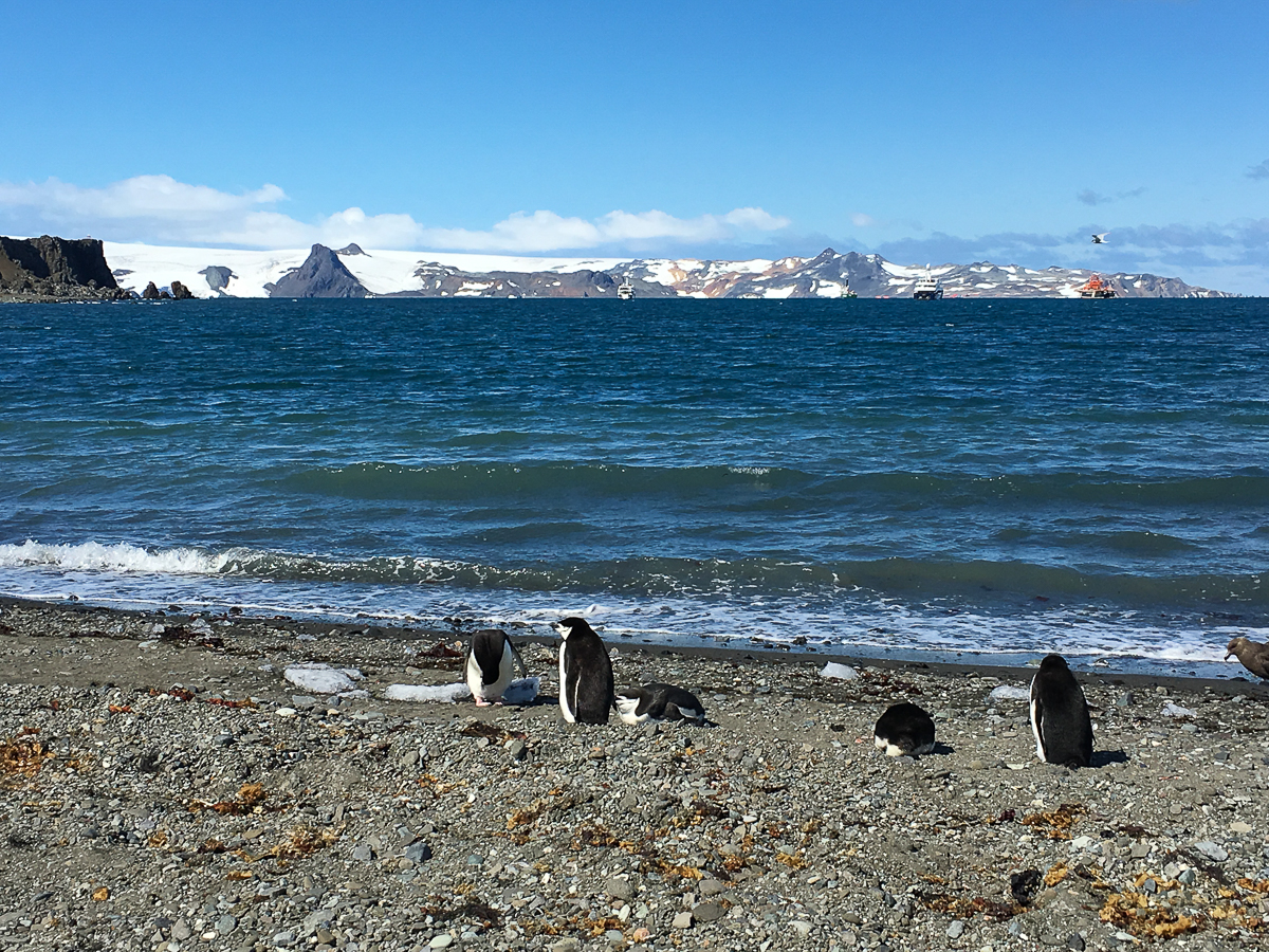 KGI Marathon 2020 - Antarctica - Tor Rnnow