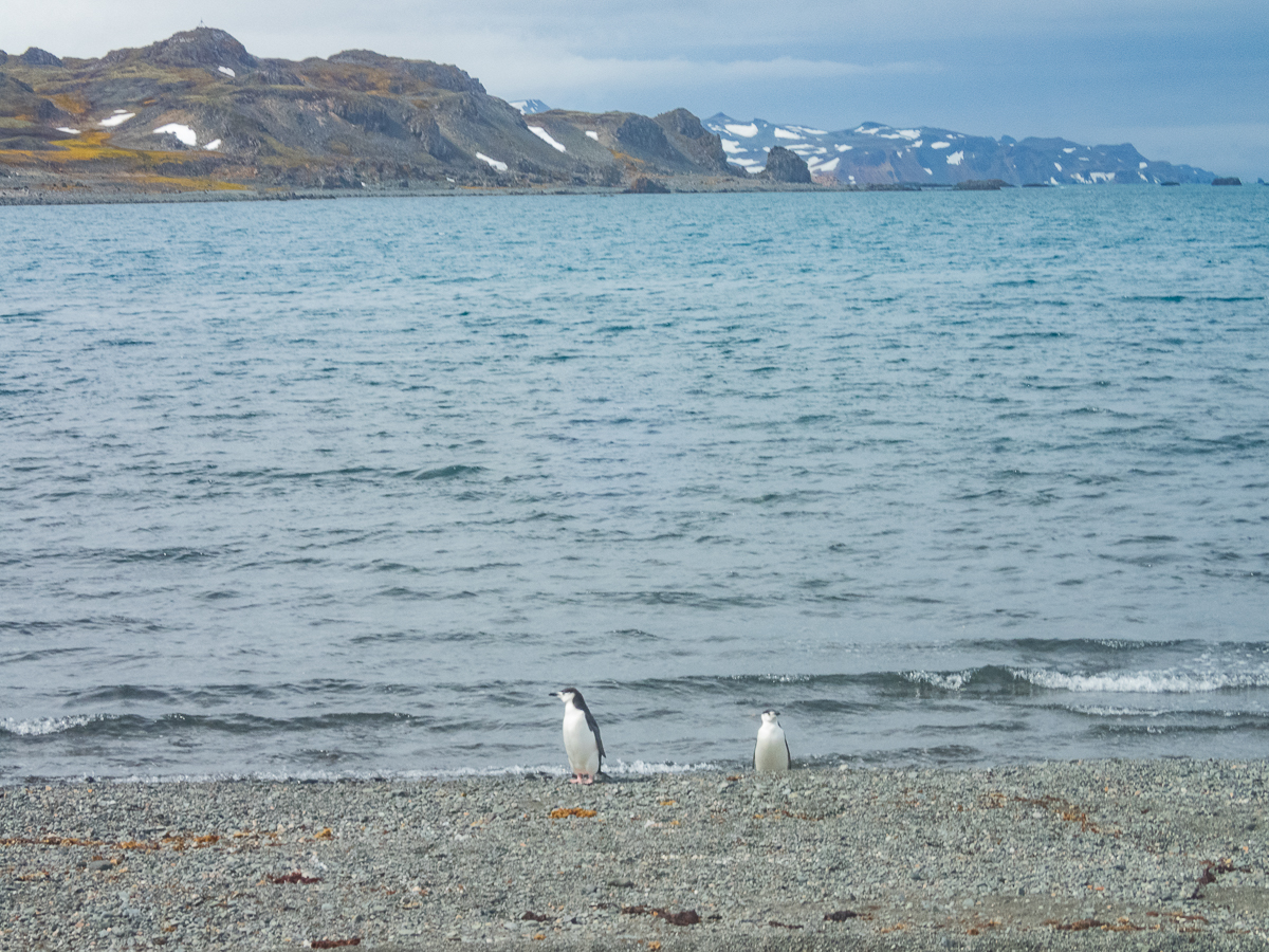 KGI Marathon 2020 - Antarctica - Tor Rnnow