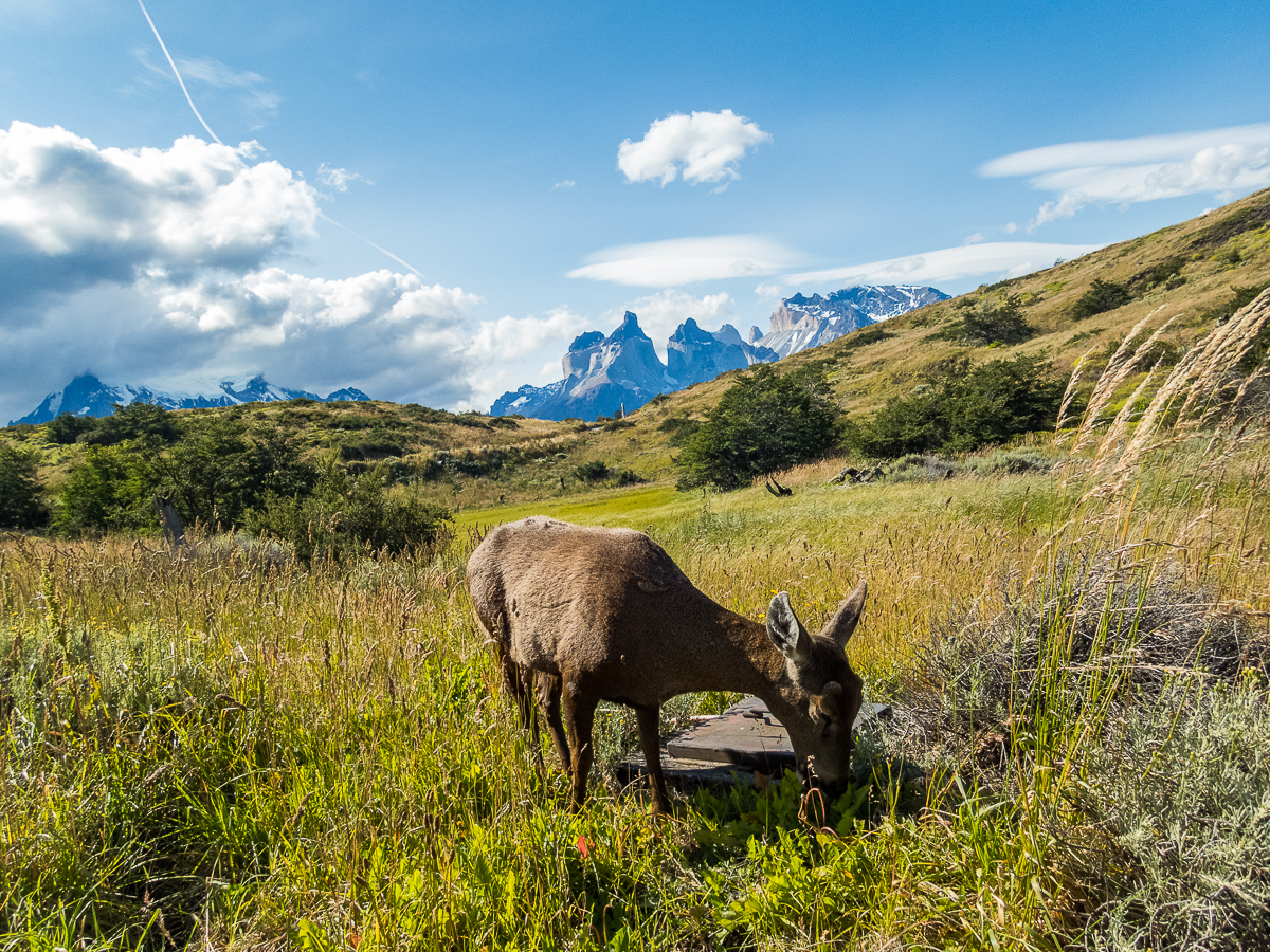 Magellan Marathon 2020 - Punta Arenas - Chile - Tor Rnnow