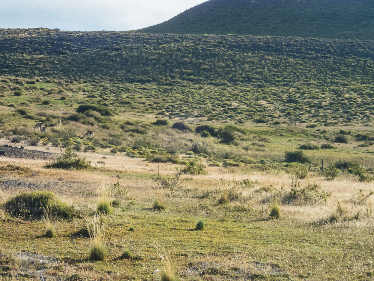 Magellan Marathon 2020 - Punta Arenas - Chile - Tor Rnnow