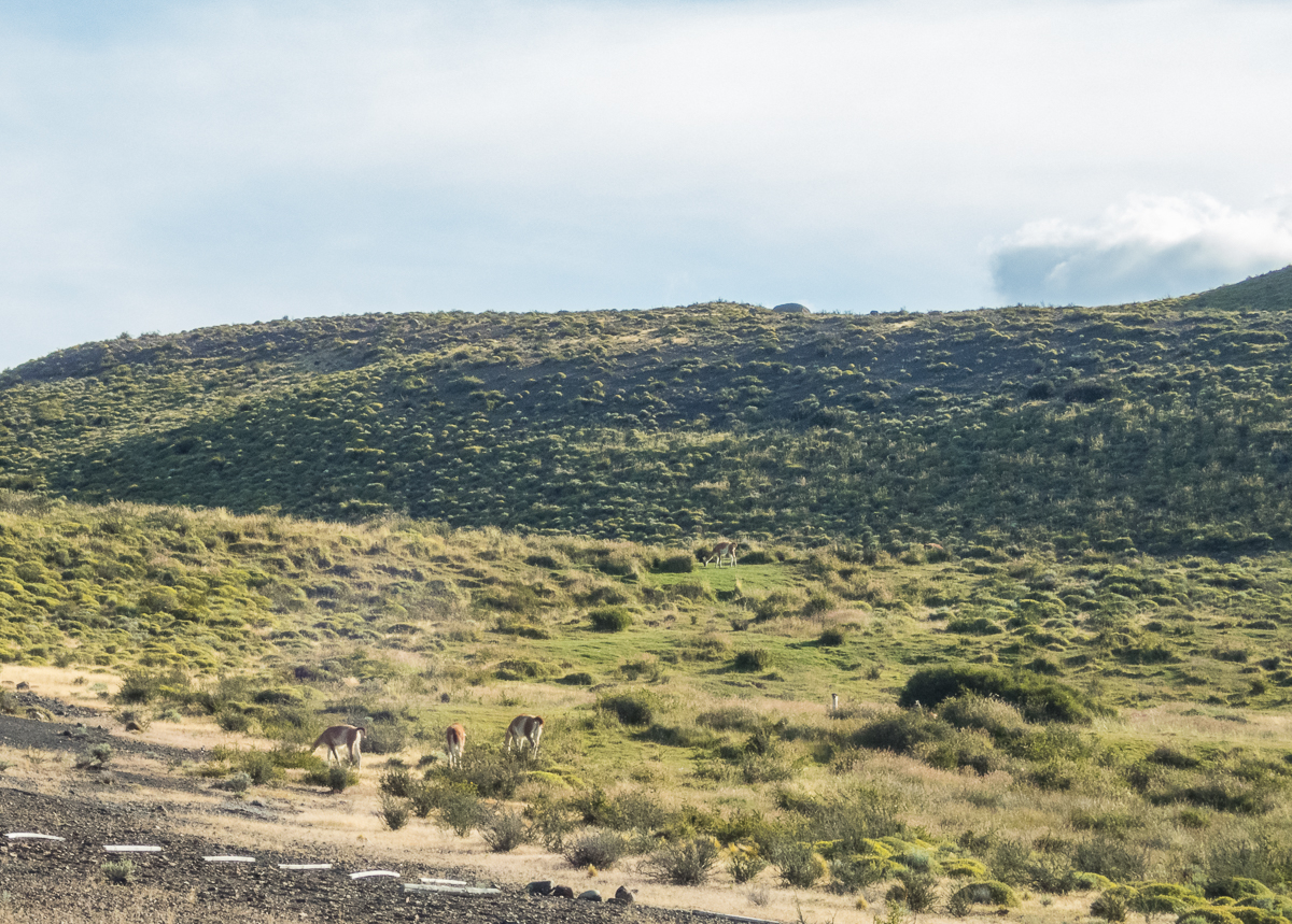 Magellan Marathon 2020 - Punta Arenas - Chile - Tor Rnnow