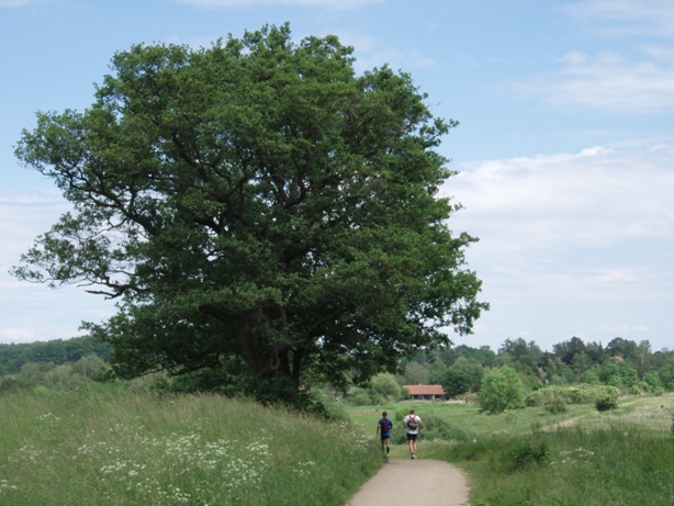 Scenic old oak from GARMIN Rudersdal marathon