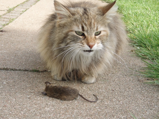 Who is bigger - the imperfect cat or the perfect mouse ?