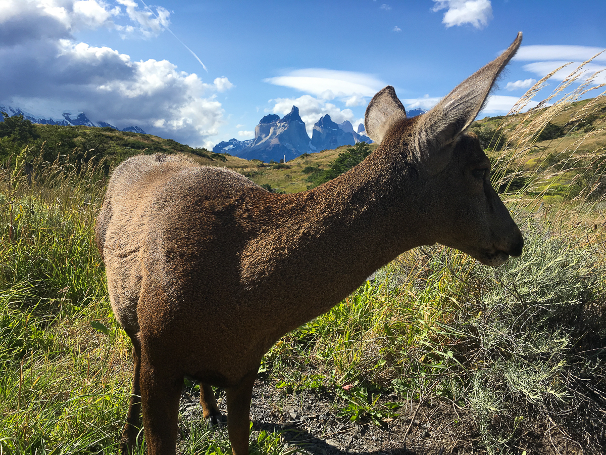 Magellan Marathon 2020 - Torres del Paine - Punta Arenas, Chile - Southern Hemisphere Challenge 2020 - Tor Rønnow