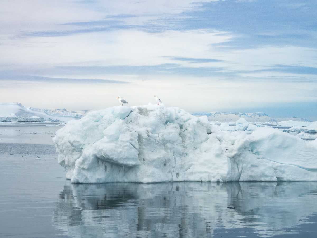 Icefjord Midnight Maraton 2022 - Tor Rnnow