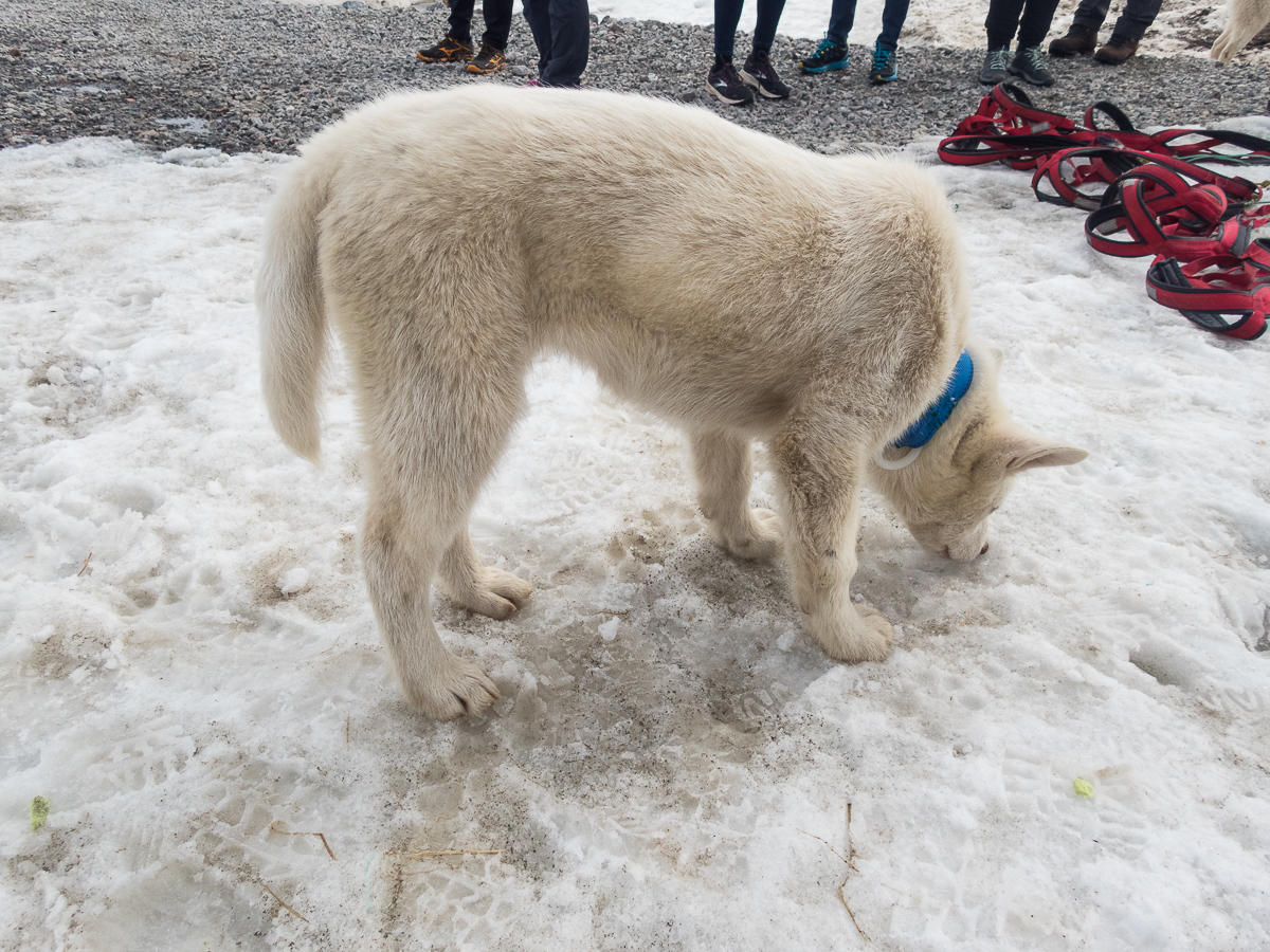 Icefjord Midnight Maraton 2022 - Tor Rnnow