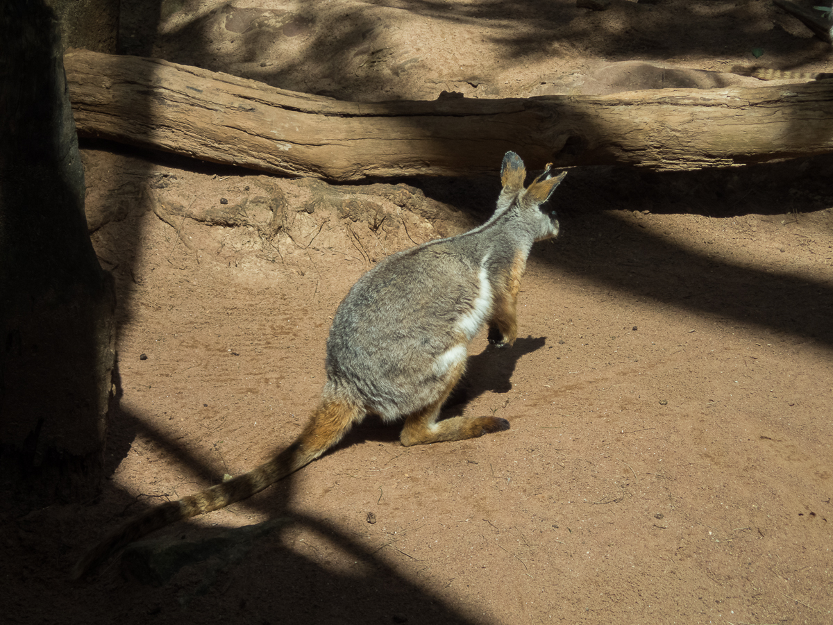 Sydney Marathon 2022 - Tor Rnnow