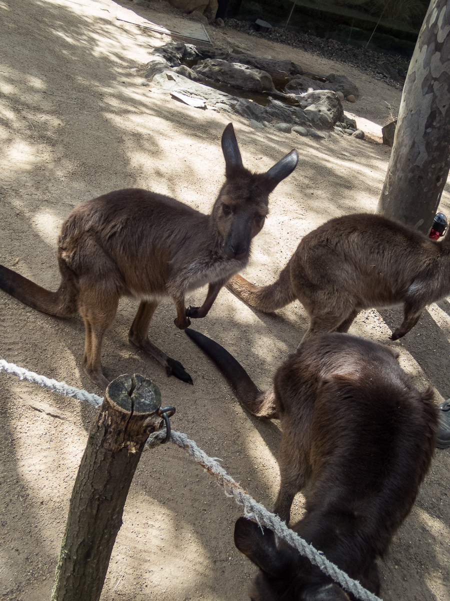 Sydney Marathon 2022 - Tor Rnnow